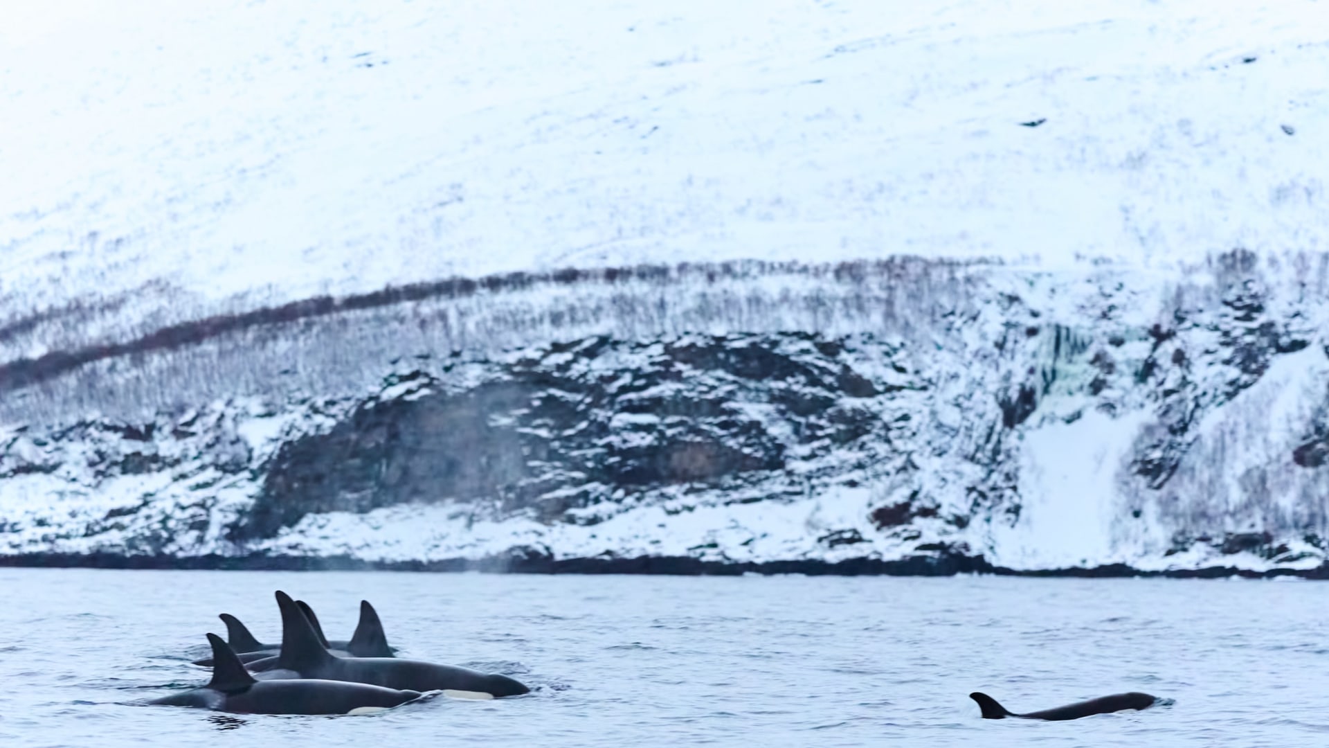 Wildlife Norwegen